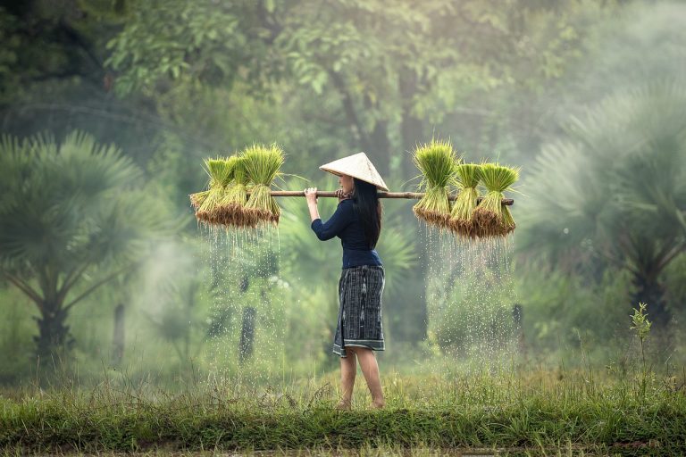 harvesting, myanmar, burma-1822578.jpg